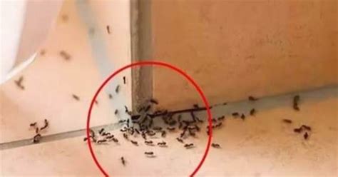 谷風 山風 家裡突然出現很多小螞蟻